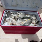 Full cooler after a Panda 1 fishing trip