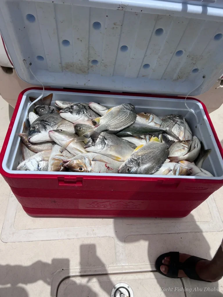 Full cooler after a Panda 1 fishing trip
